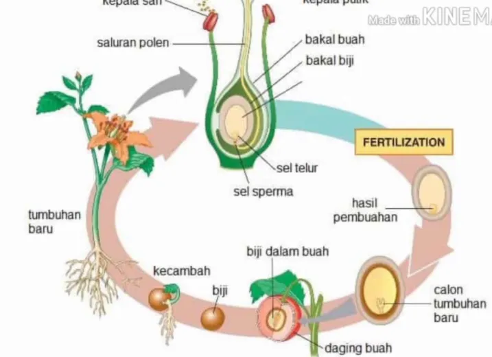 Bagaimana Cara Spirogyra Berkembang Biak Secara Generatif?