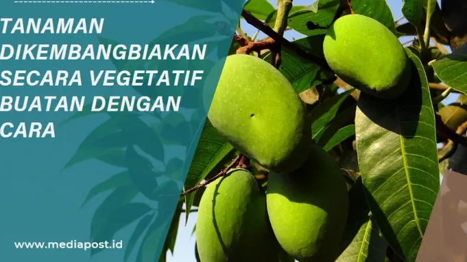 Trik dan Cara Mengembangbiakkan Tanaman Mangga Secara Vegetatif Buatan