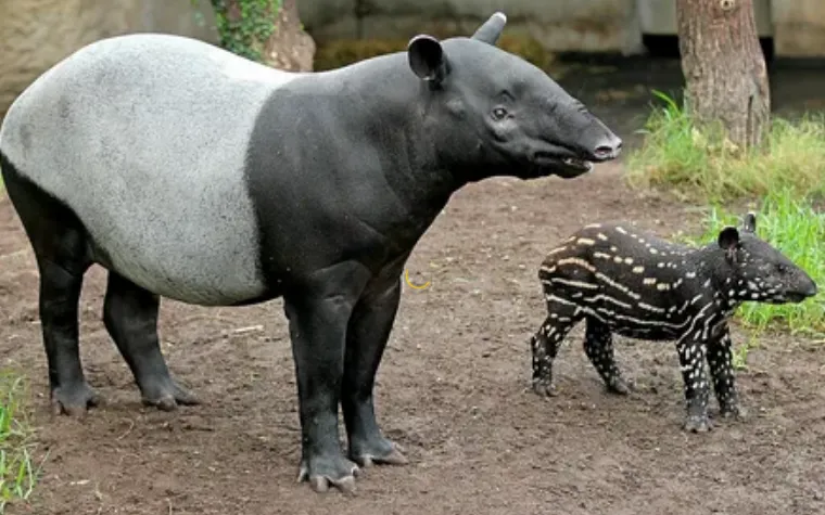 Bagaimana Tapir Berkembang Biak Dengan Cara yang Unik?