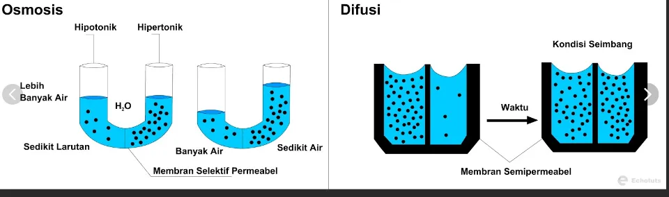 Perbedaan antara Transpor Difusi Literal dan Transpor Difusi Fonetik